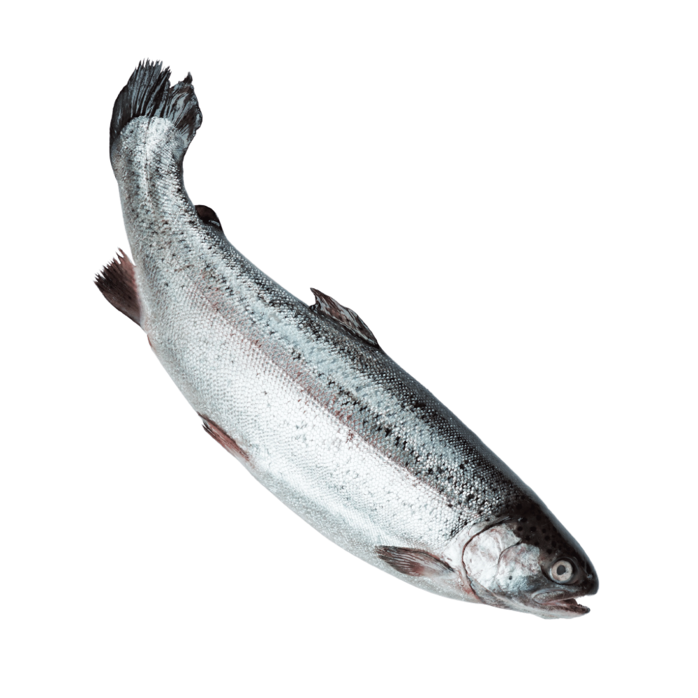 Whole Salmon